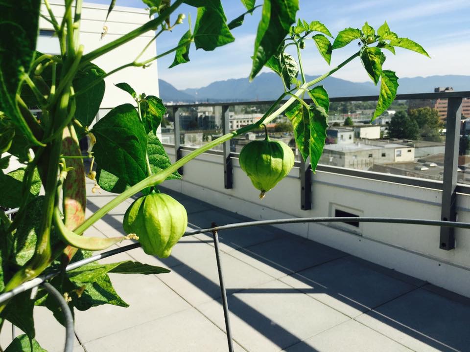 rooftop veg