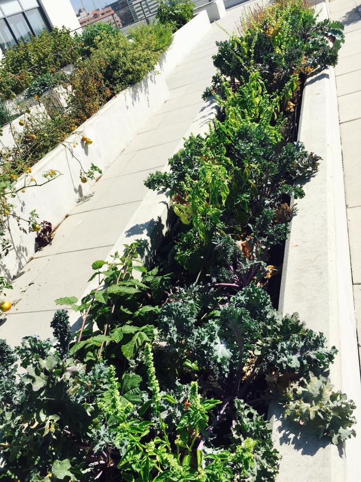 Rooftop plants